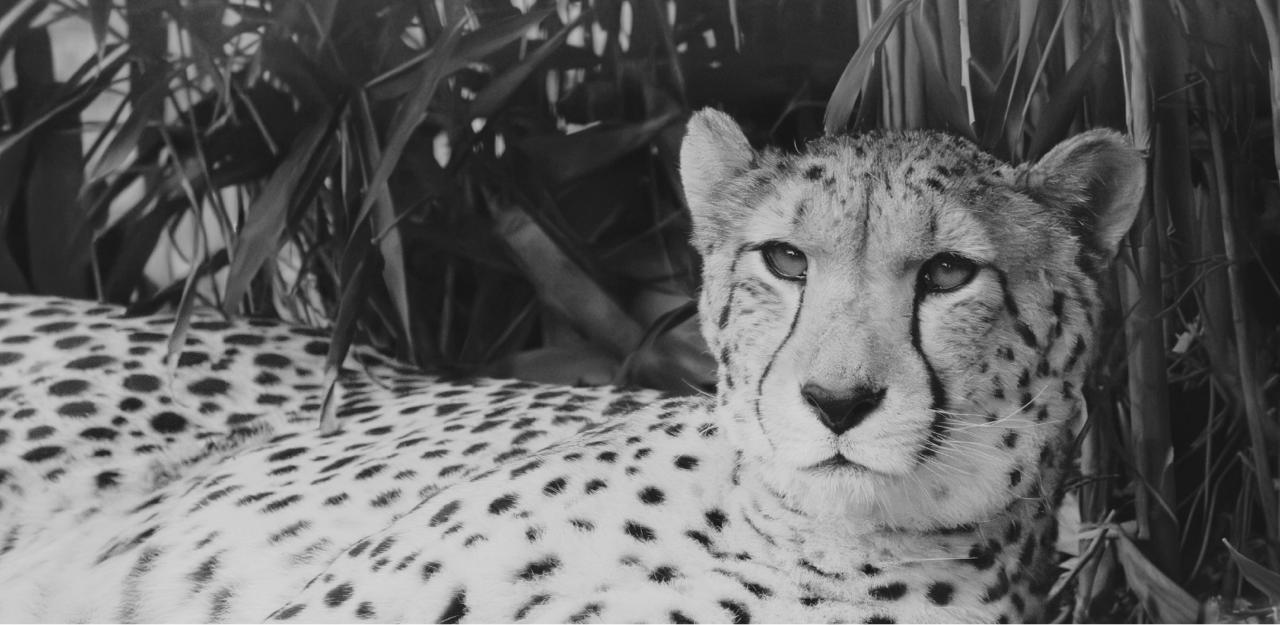 African cheetah resting, black and white