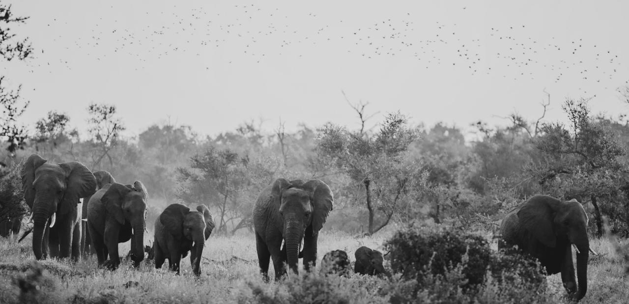 Herd of African elephants, black and white