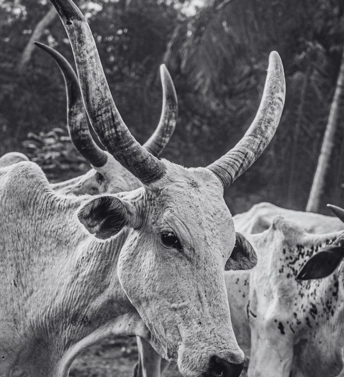 African Nguni cattle in black and white
