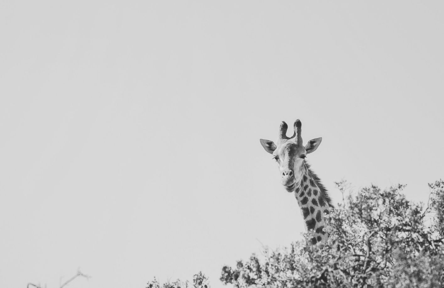 African giraffe above tree canopy, black and white